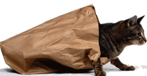 cat_out_of_the_bag